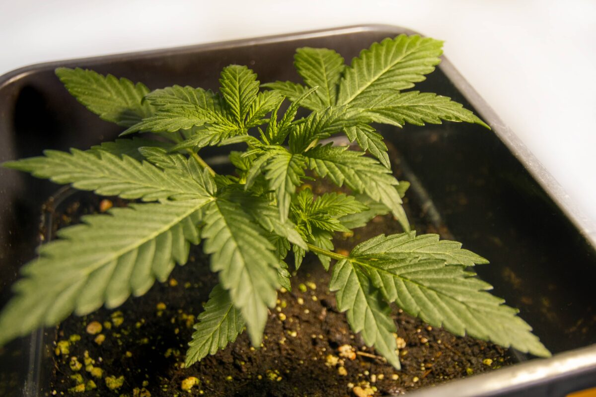 bbs-grow-diaries/week-347403-diary-343453-user-3-676a7de20d9c6