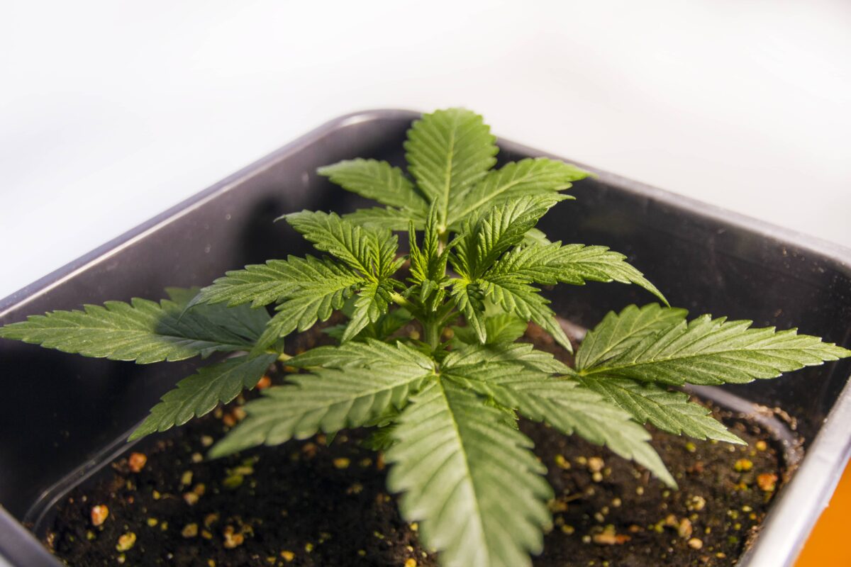 bbs-grow-diaries/week-347403-diary-343453-user-3-676a7de435652