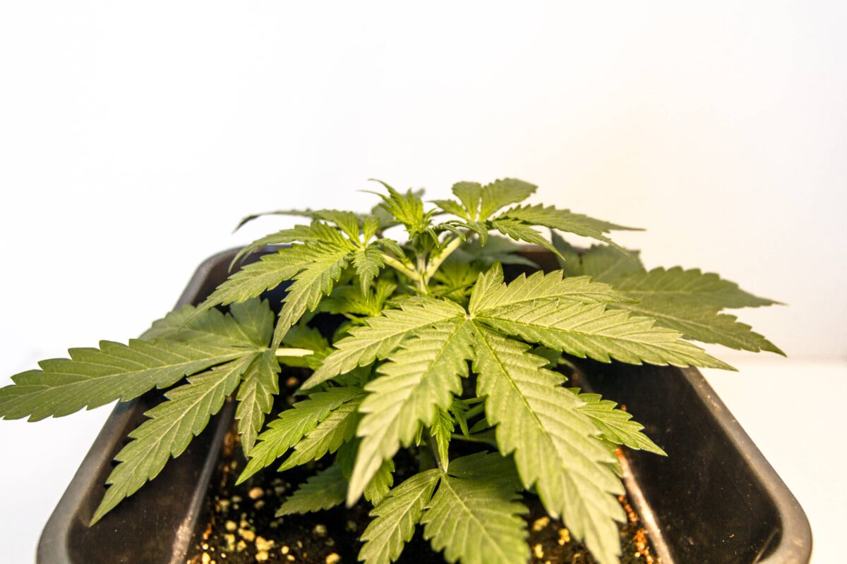 bbs-grow-diaries/week-347410-diary-343453-user-3-676a7f0c463a4