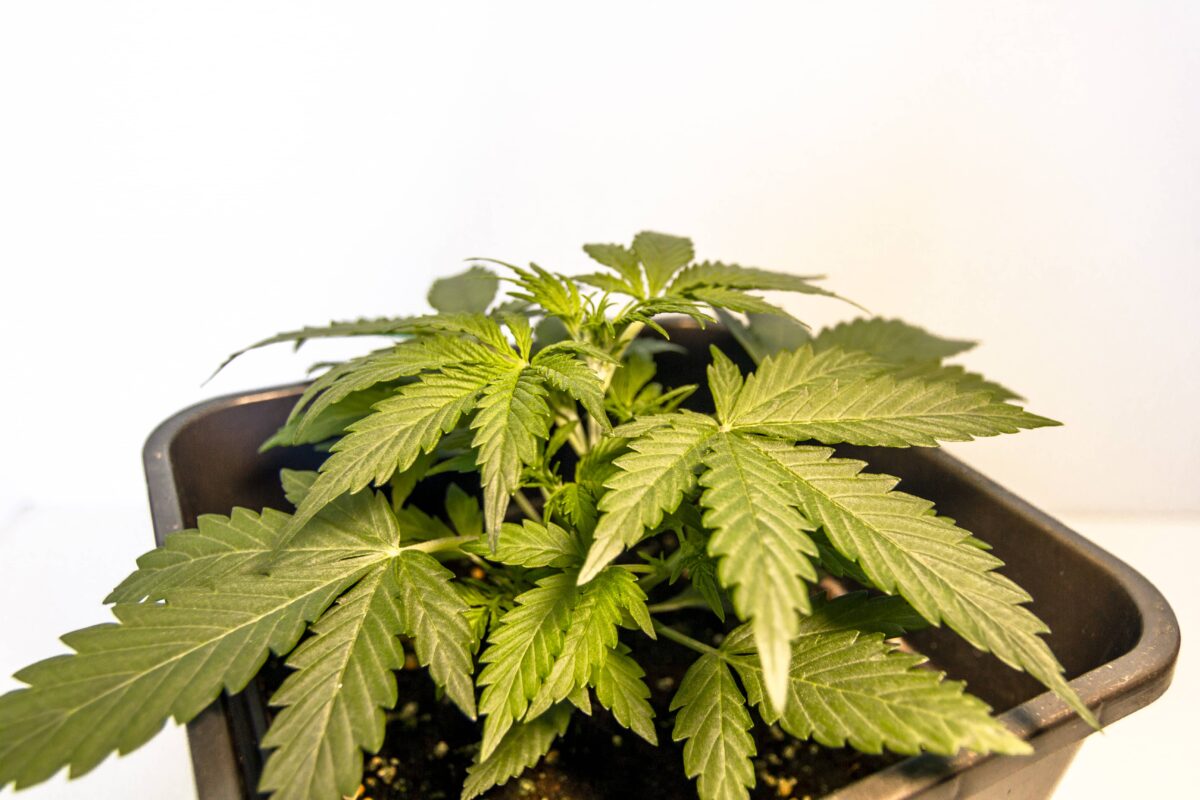 bbs-grow-diaries/week-347410-diary-343453-user-3-676a7f0e693a0