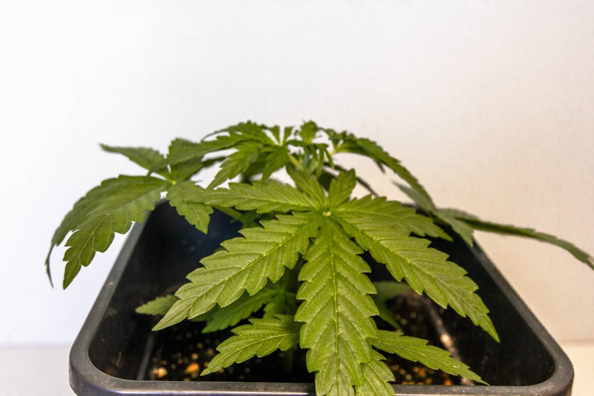 bbs-grow-diaries/week-347410-diary-343453-user-3-676a7f128d403