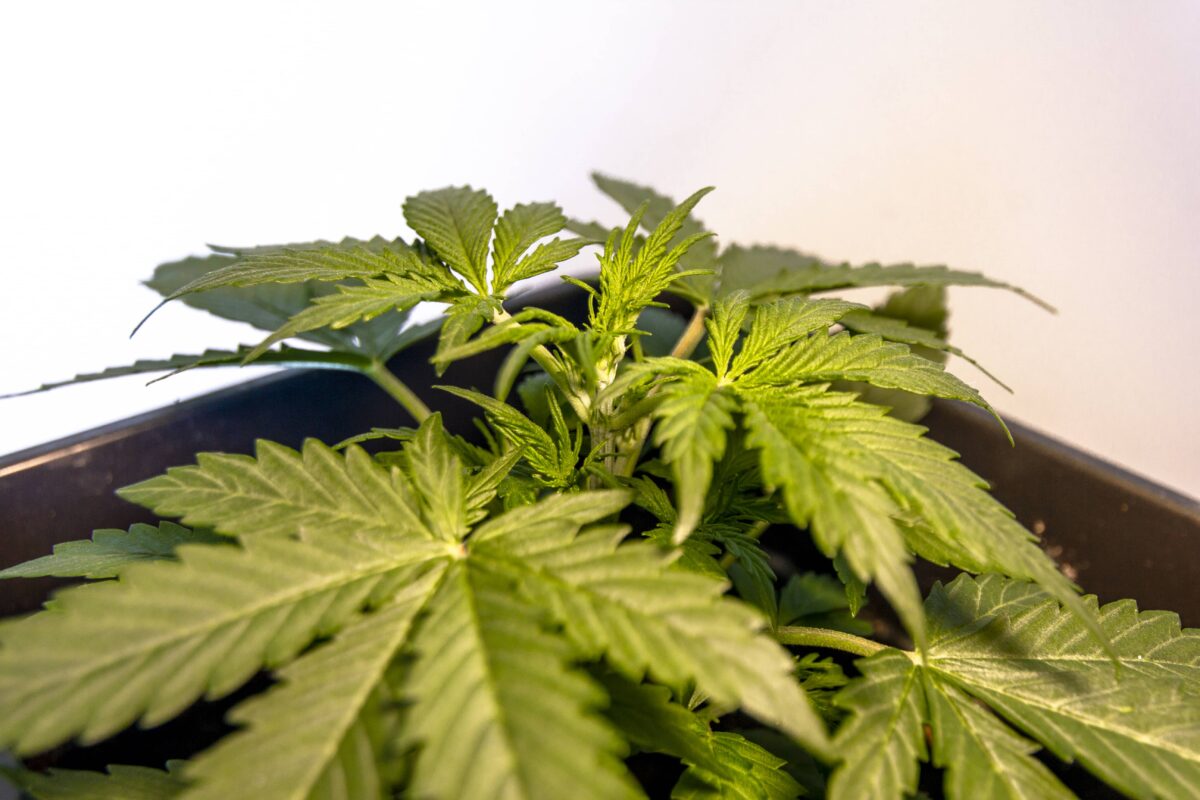 bbs-grow-diaries/week-347410-diary-343453-user-3-676a7f1514d75