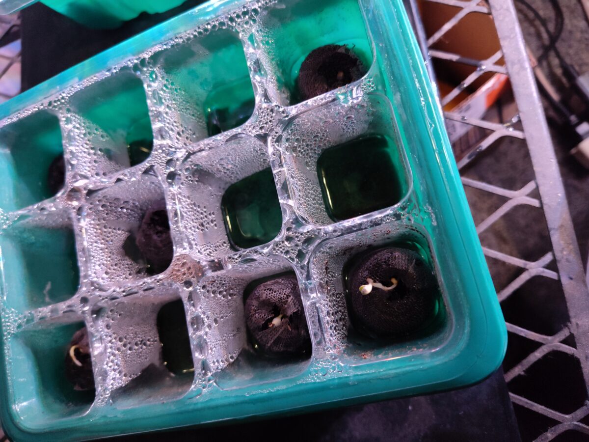 bbs-grow-diaries/week-348440-diary-348439-user-37005-677088bfd2711