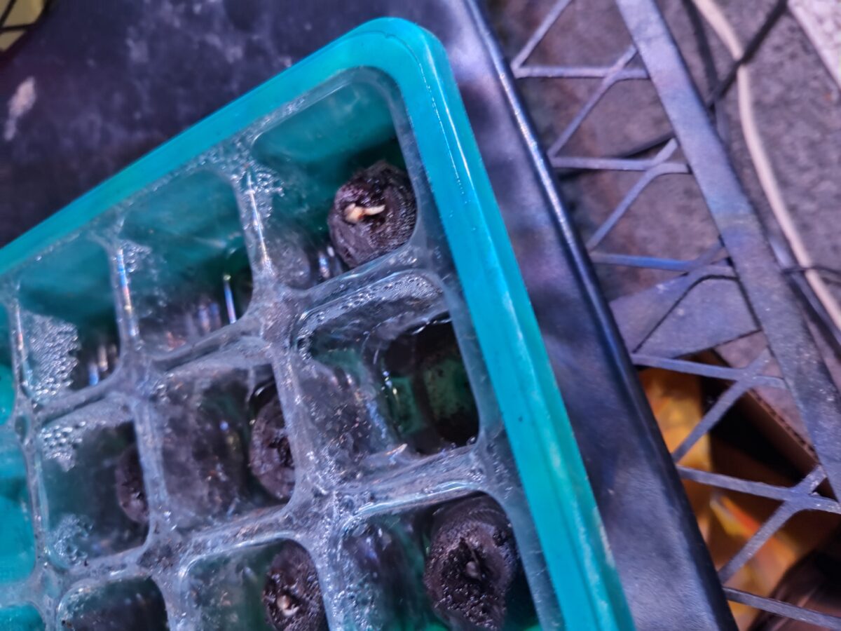 bbs-grow-diaries/week-348444-diary-348441-user-37005-6770891d99428