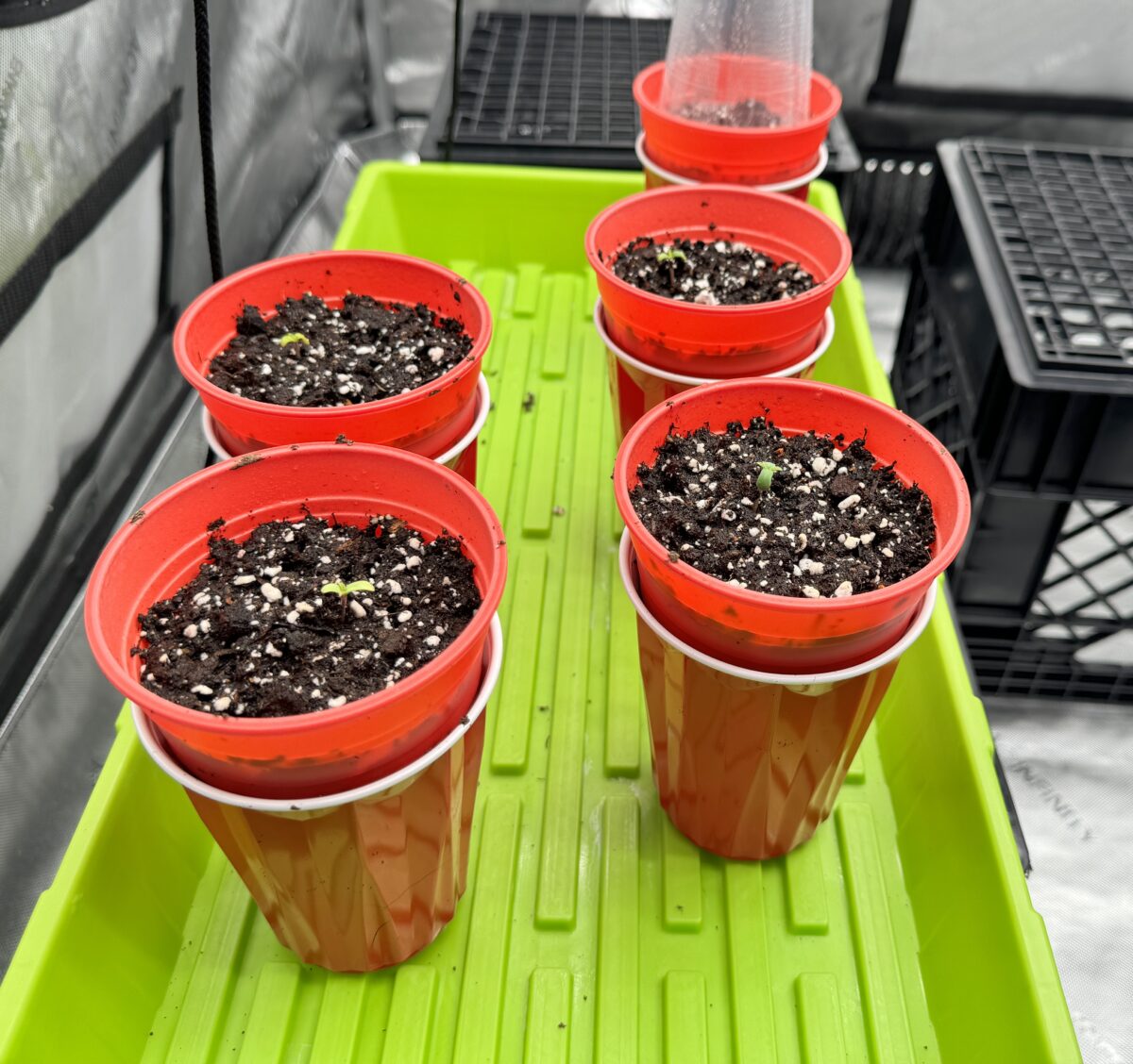 bbs-grow-diaries/week-349395-diary-349287-user-34805-6776d6c8695c1