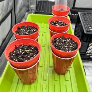 bbs-grow-diaries/week-349395-diary-349287-user-34805-6776d6c8695c1