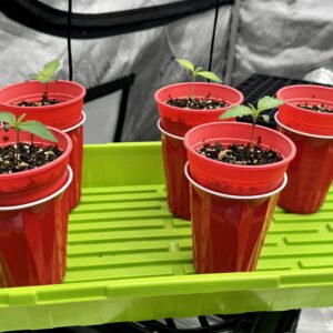 bbs-grow-diaries/week-349395-diary-349287-user-34805-6776d6cac2f16