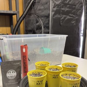 bbs-grow-diaries/week-349398-diary-349396-user-34805-6776d7a87eb81