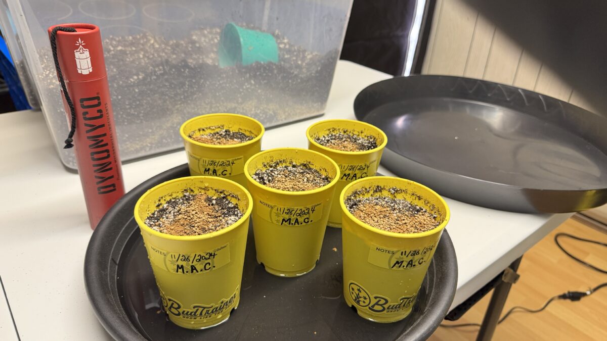 bbs-grow-diaries/week-349398-diary-349396-user-34805-6776d7aaa3cff