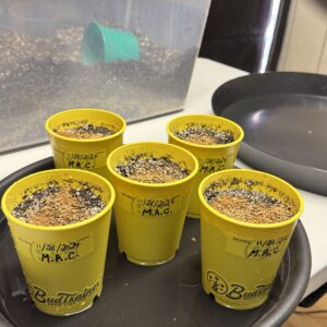 bbs-grow-diaries/week-349398-diary-349396-user-34805-6776d7aaa3cff