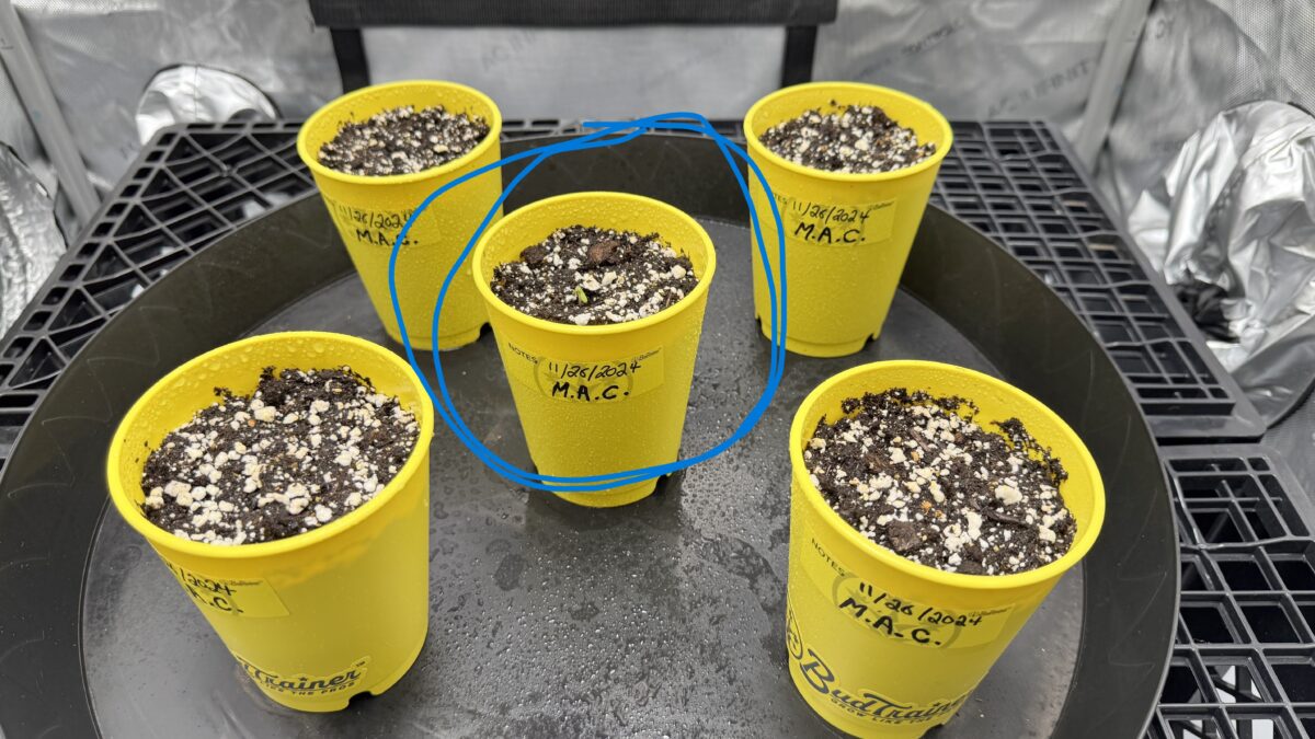 bbs-grow-diaries/week-349398-diary-349396-user-34805-6776d7acc7121