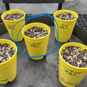 bbs-grow-diaries/week-349398-diary-349396-user-34805-6776d7acc7121