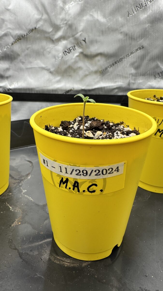 bbs-grow-diaries/week-349398-diary-349396-user-34805-6776d7af025e9