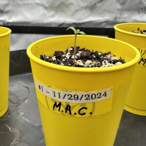 bbs-grow-diaries/week-349398-diary-349396-user-34805-6776d7af025e9