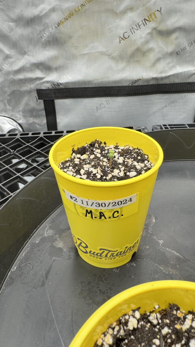 bbs-grow-diaries/week-349398-diary-349396-user-34805-6776d7b11f074