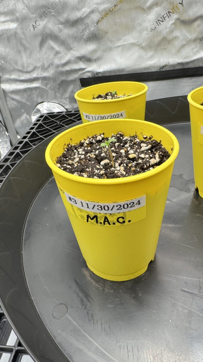 bbs-grow-diaries/week-349398-diary-349396-user-34805-6776d7b3466f9