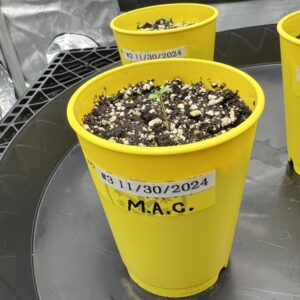 bbs-grow-diaries/week-349398-diary-349396-user-34805-6776d7b3466f9