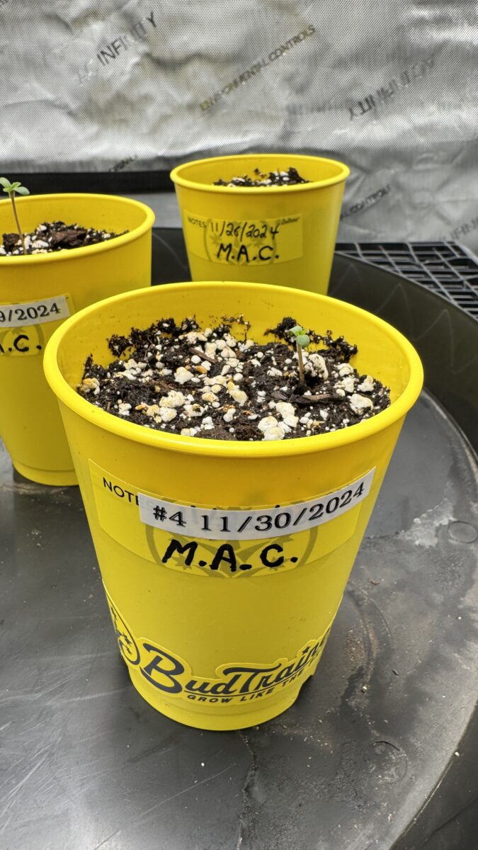 bbs-grow-diaries/week-349398-diary-349396-user-34805-6776d7b558796