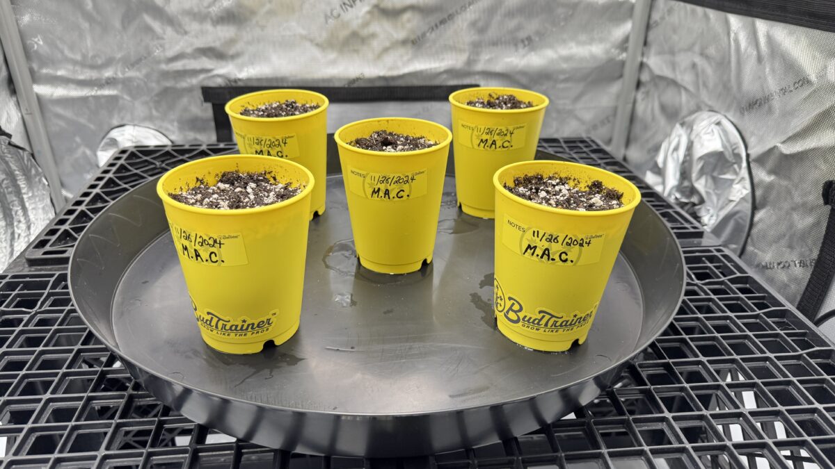 bbs-grow-diaries/week-349398-diary-349396-user-34805-6776d7b768c68