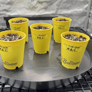 bbs-grow-diaries/week-349398-diary-349396-user-34805-6776d7b768c68