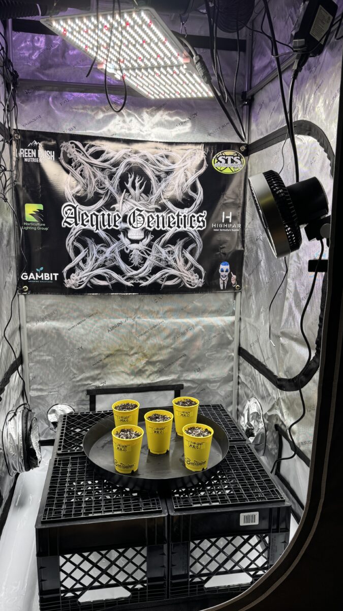 bbs-grow-diaries/week-349398-diary-349396-user-34805-6776d7b994e3b