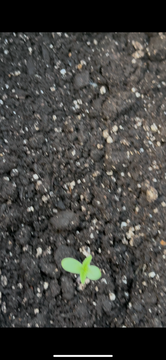 bbs-grow-diaries/week-349609-diary-349604-user-37540-6777cdac8628a