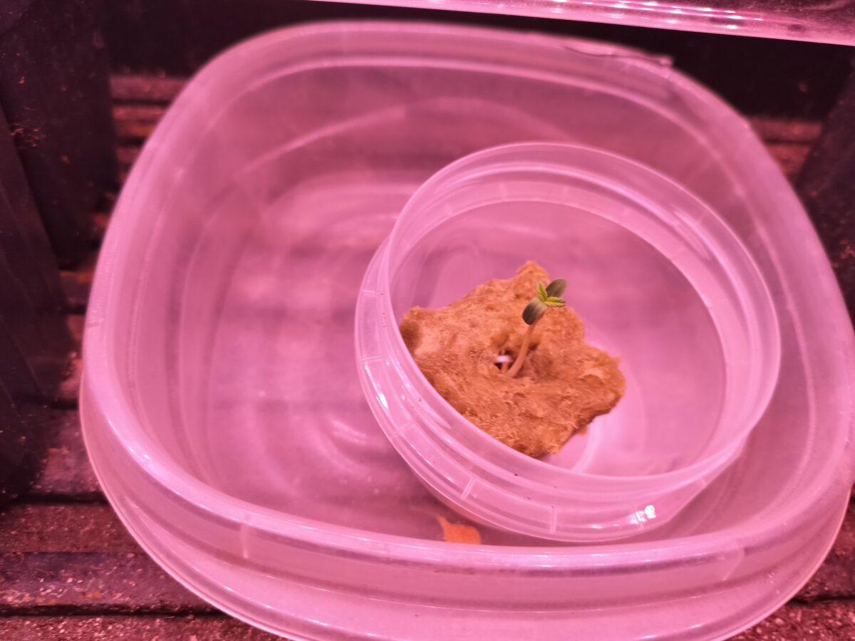 bbs-grow-diaries/week-349947-diary-349945-user-37828-677ac515b4fdb