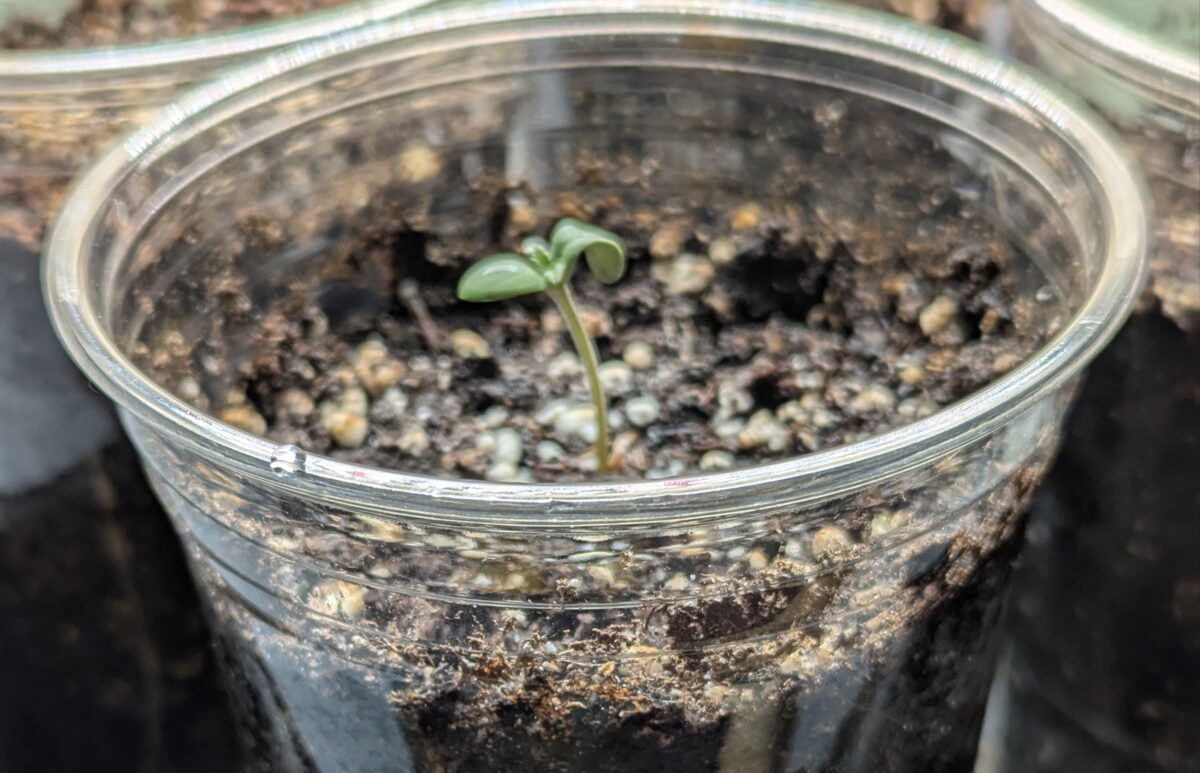 bbs-grow-diaries/week-351544-diary-351538-user-875-677fe74385eb2