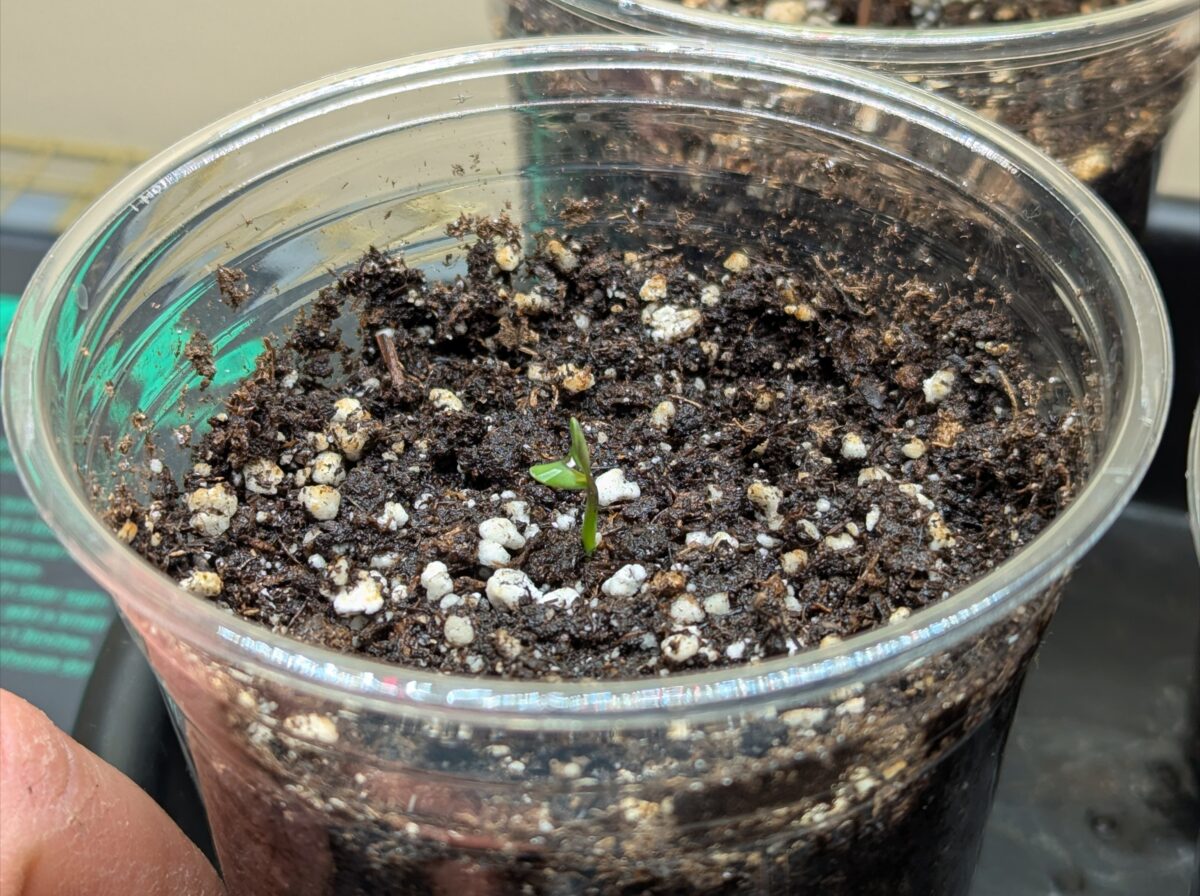 bbs-grow-diaries/week-351544-diary-351538-user-875-677fe7452b3a5