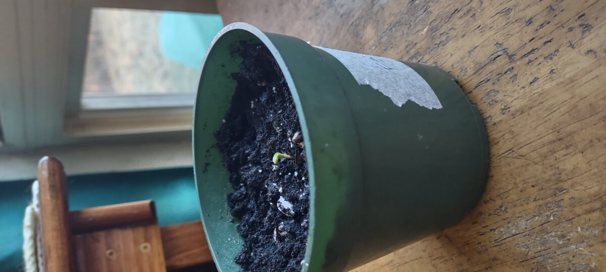 bbs-grow-diaries/week-352095-diary-352094-user-30515-67826299683c1