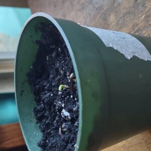 bbs-grow-diaries/week-352095-diary-352094-user-30515-67826299683c1