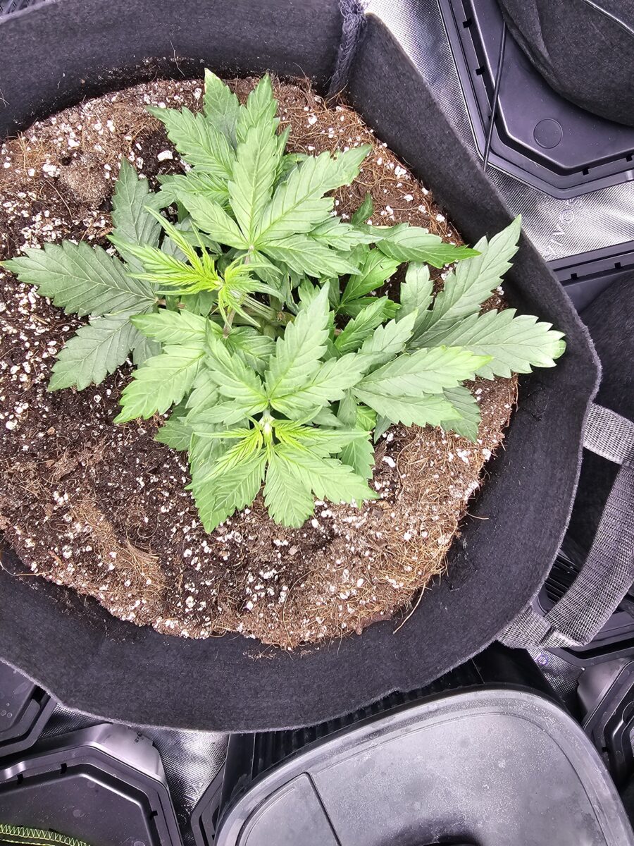 bbs-grow-diaries/week-353612-diary-347302-user-36132-6786e445a5c21