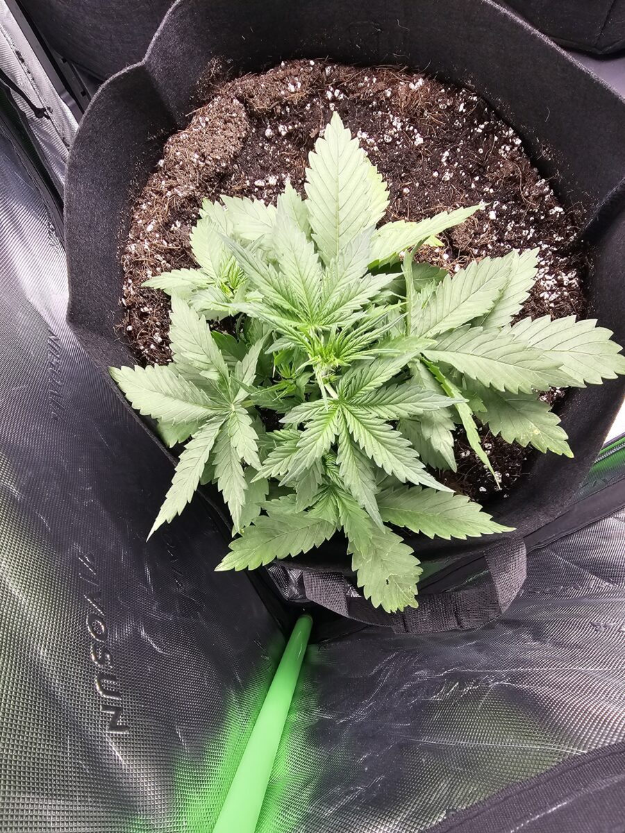 bbs-grow-diaries/week-353612-diary-347302-user-36132-6786e44dc236a