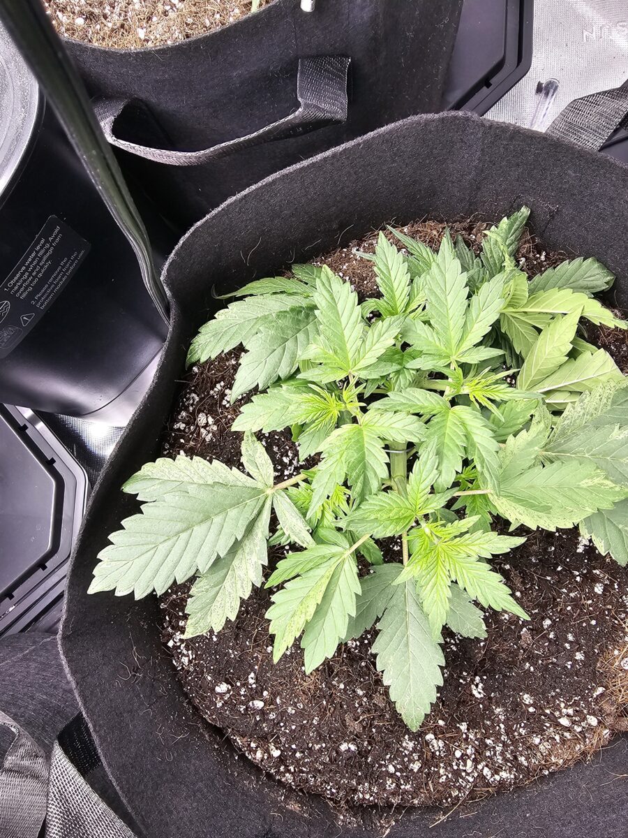 bbs-grow-diaries/week-353612-diary-347302-user-36132-6786e450b952a