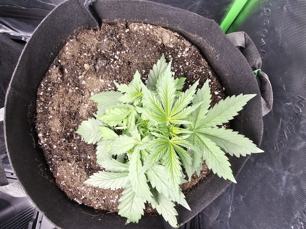 bbs-grow-diaries/week-353612-diary-347302-user-36132-6786e4530a01c