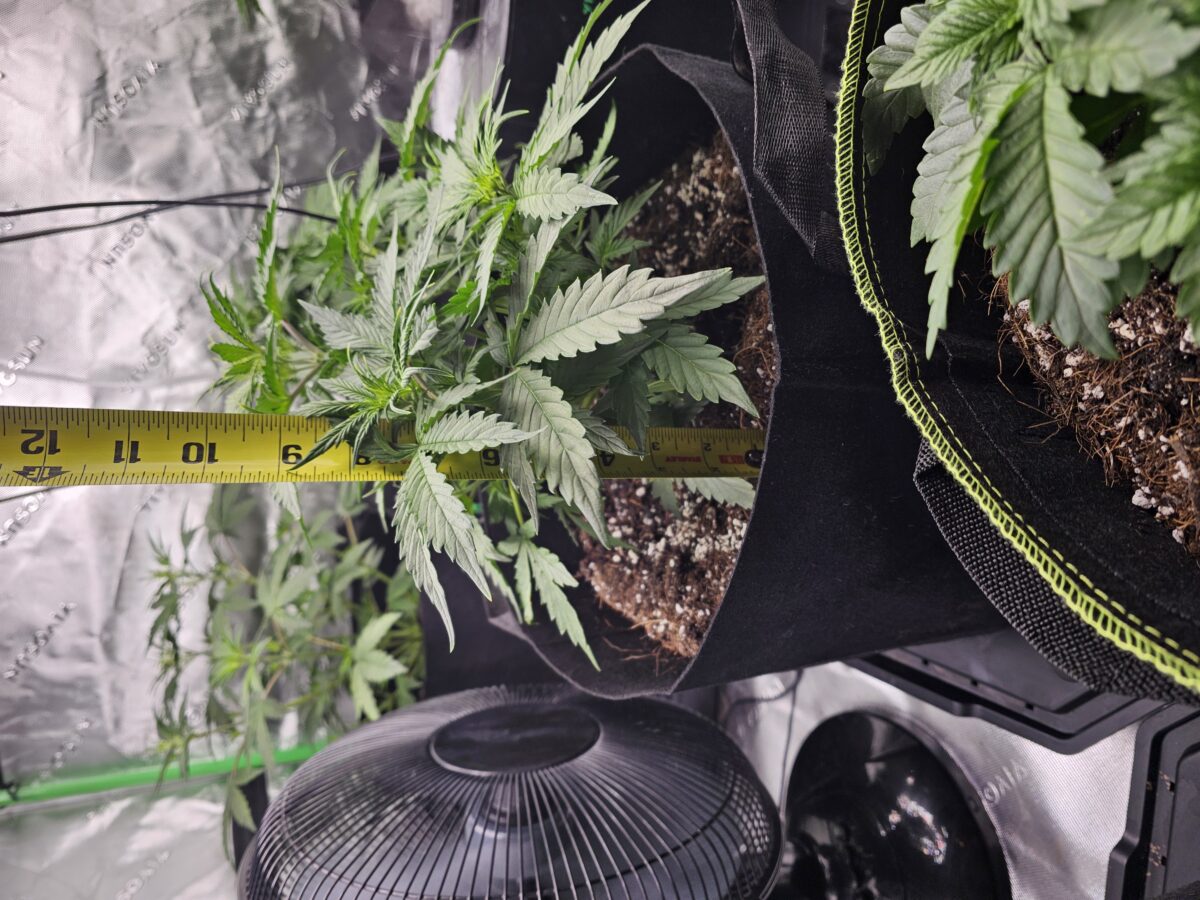 bbs-grow-diaries/week-356310-diary-347302-user-36132-678efc9cc7334