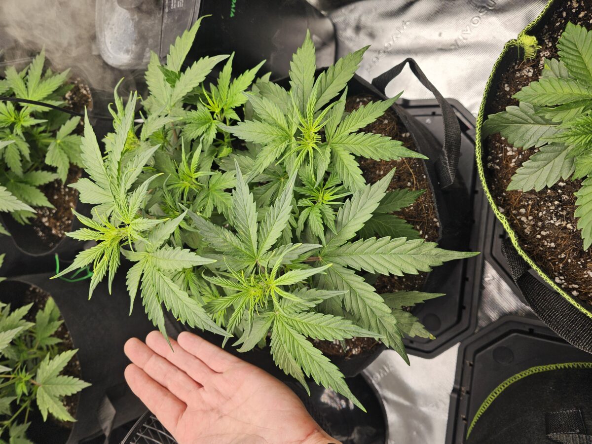 bbs-grow-diaries/week-356310-diary-347302-user-36132-678efc9f30914