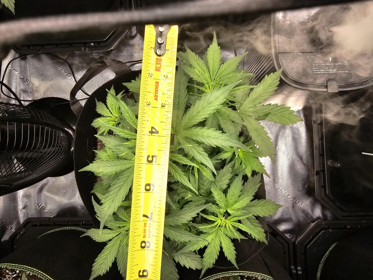 bbs-grow-diaries/week-356310-diary-347302-user-36132-678efca167d7d