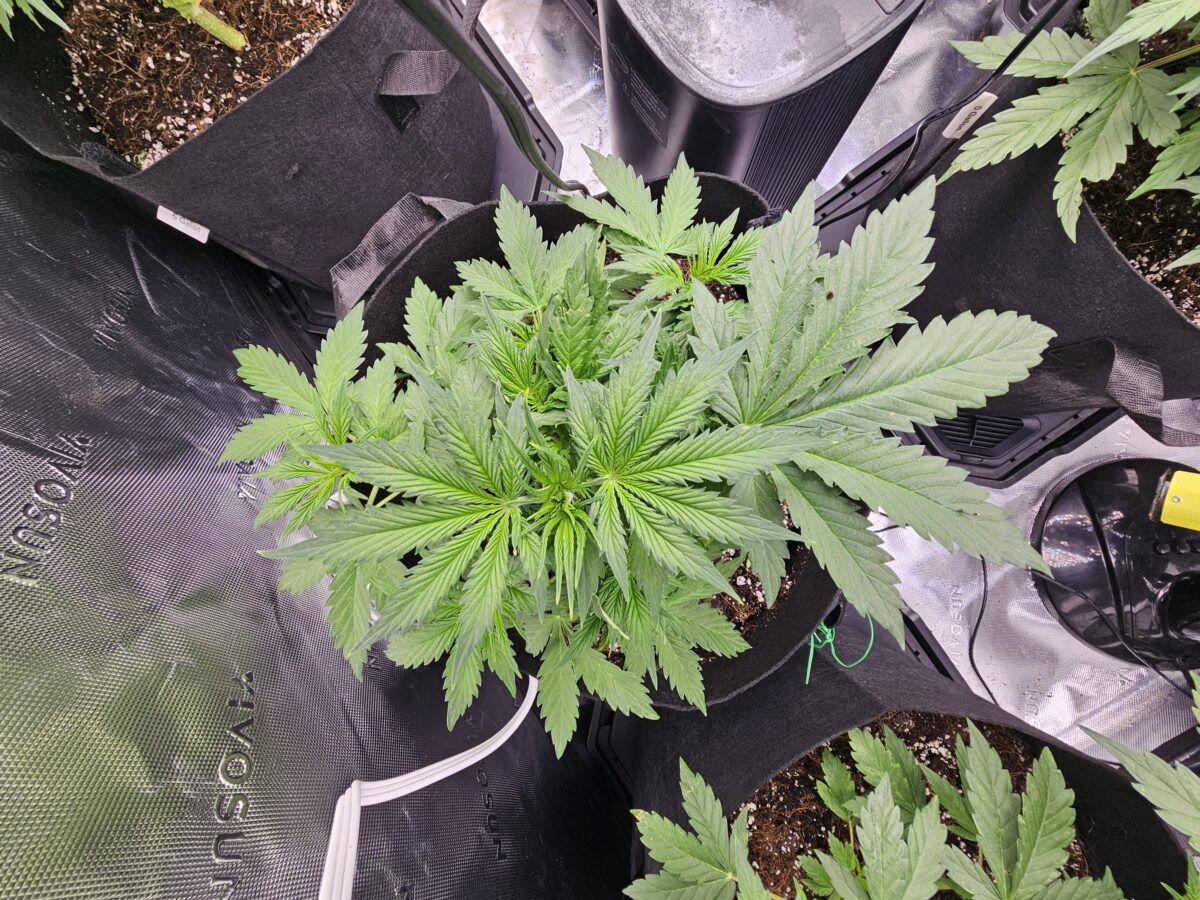 bbs-grow-diaries/week-356310-diary-347302-user-36132-678efca3b4eae