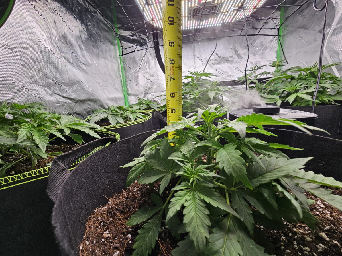 bbs-grow-diaries/week-356310-diary-347302-user-36132-678efca684a36