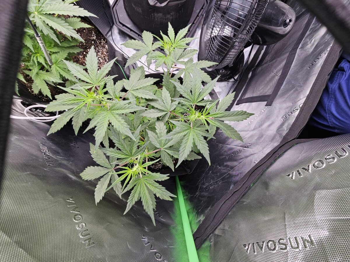 bbs-grow-diaries/week-356310-diary-347302-user-36132-678efca90badc