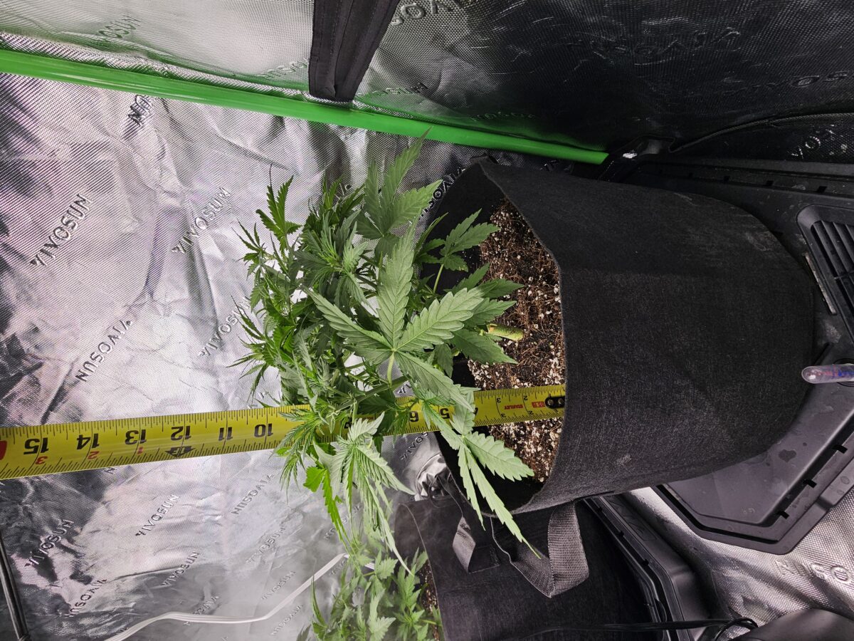 bbs-grow-diaries/week-356310-diary-347302-user-36132-678efcab9e11c