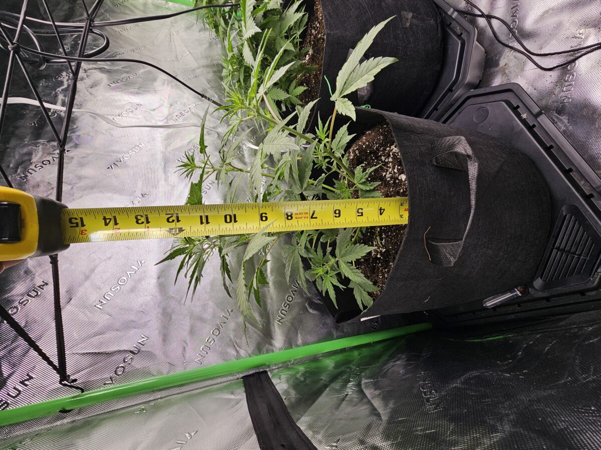 bbs-grow-diaries/week-356310-diary-347302-user-36132-678efcae95194