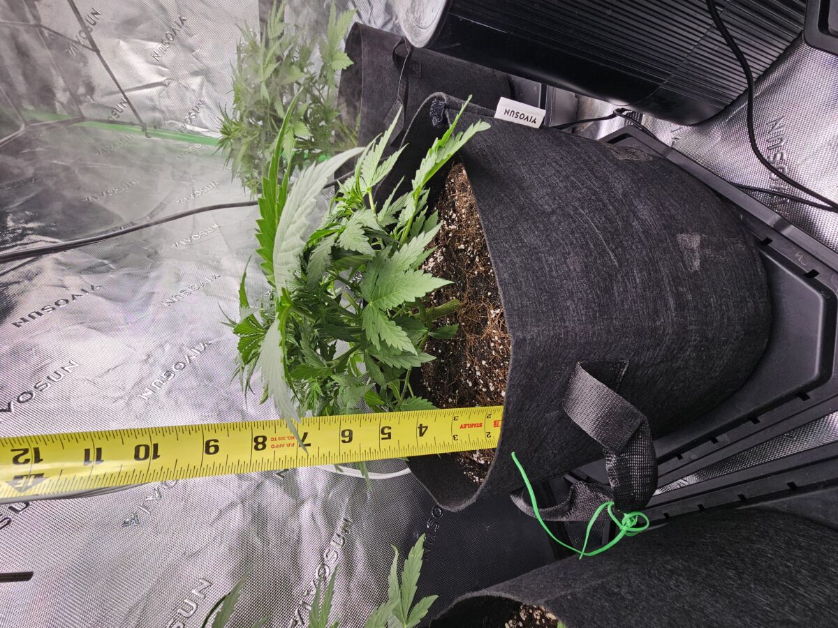 bbs-grow-diaries/week-356310-diary-347302-user-36132-678efcb272fe0