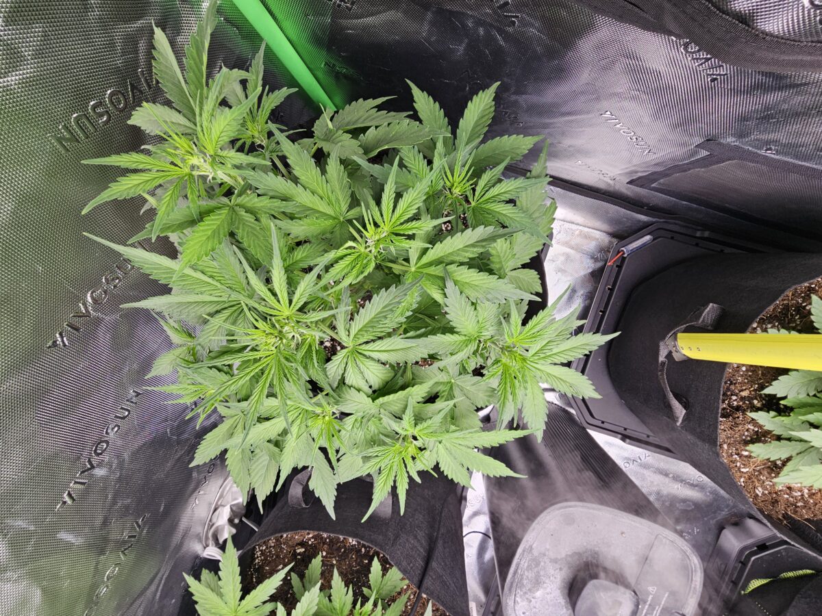 bbs-grow-diaries/week-356310-diary-347302-user-36132-678efcb4dcfce