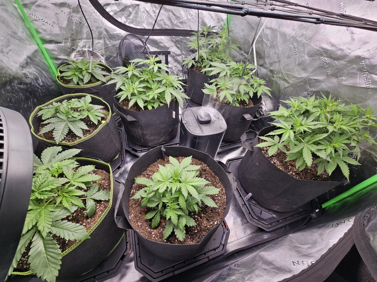 bbs-grow-diaries/week-356310-diary-347302-user-36132-678efcb82e829