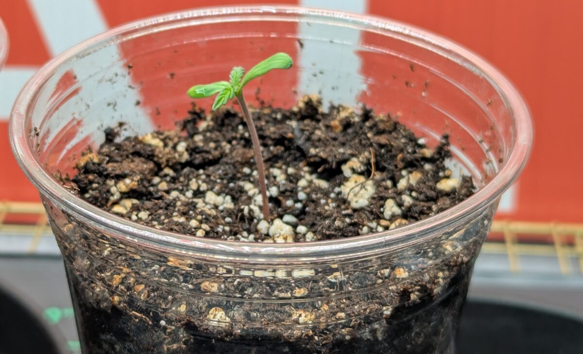 bbs-grow-diaries/week-356317-diary-348455-user-875-678f10117eb74