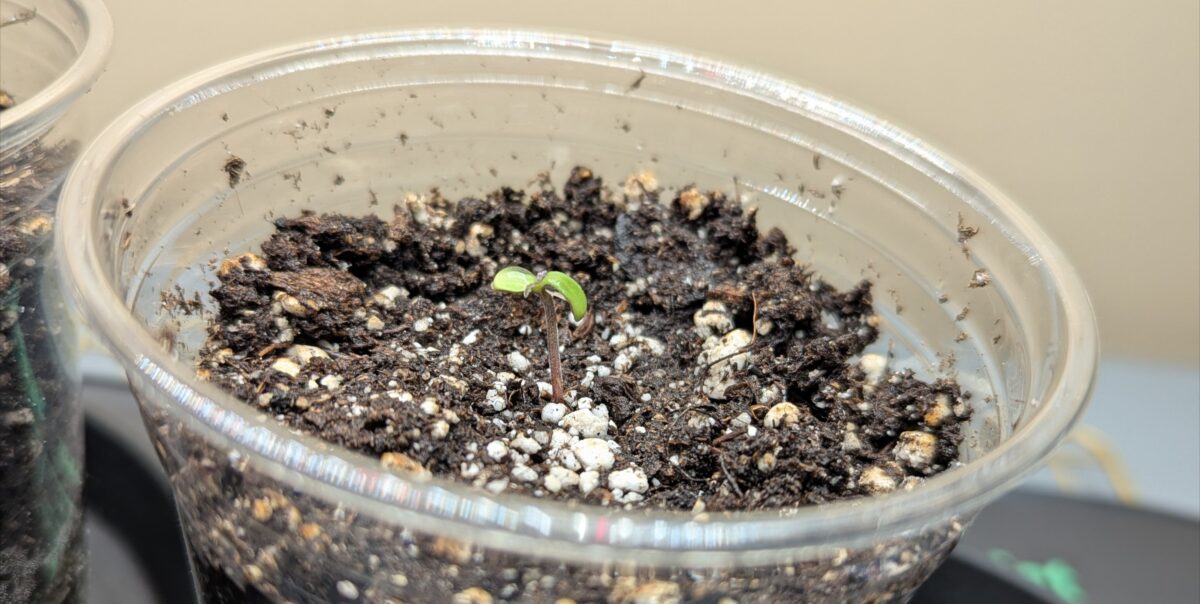 bbs-grow-diaries/week-356317-diary-348455-user-875-678f10132d347