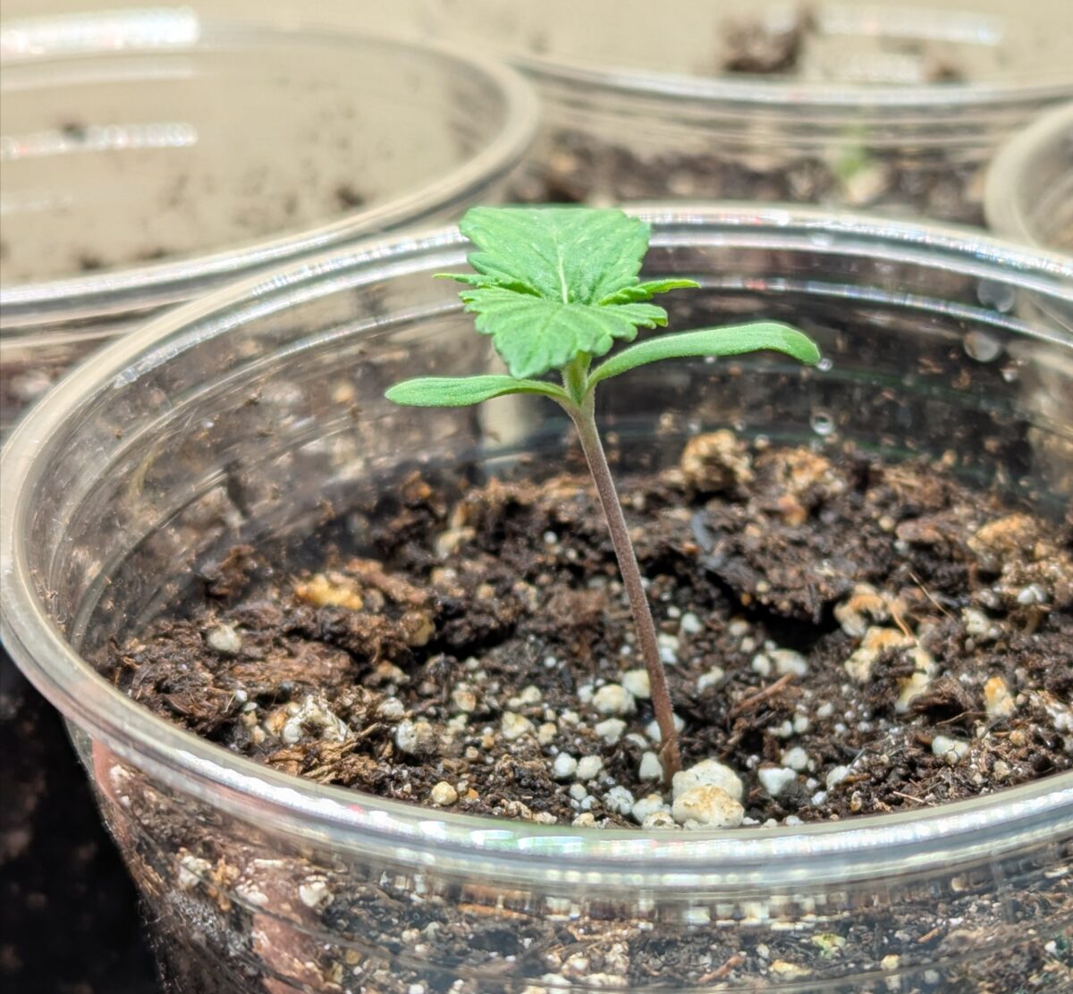 bbs-grow-diaries/week-356317-diary-348455-user-875-678f101498862