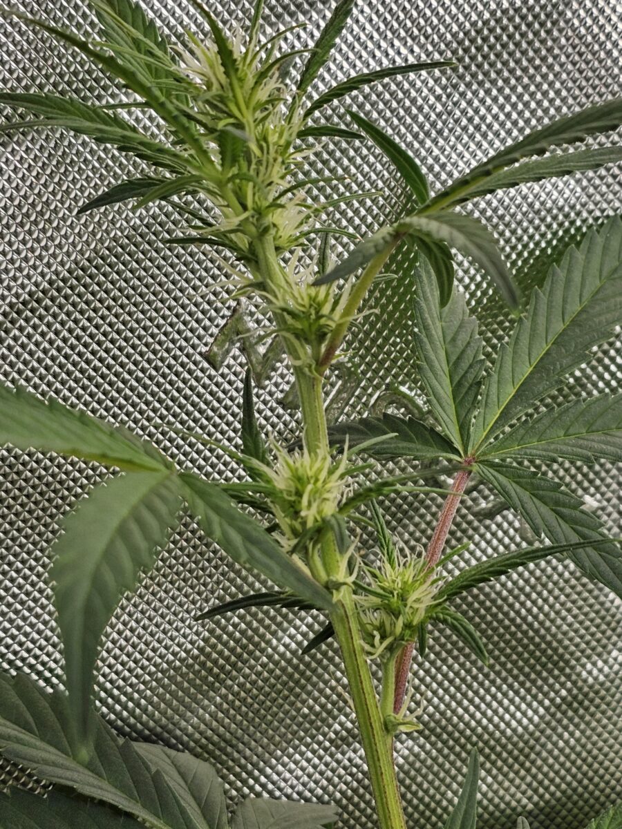 bbs-grow-diaries/week-362407-diary-347302-user-36132-679912f9a8595